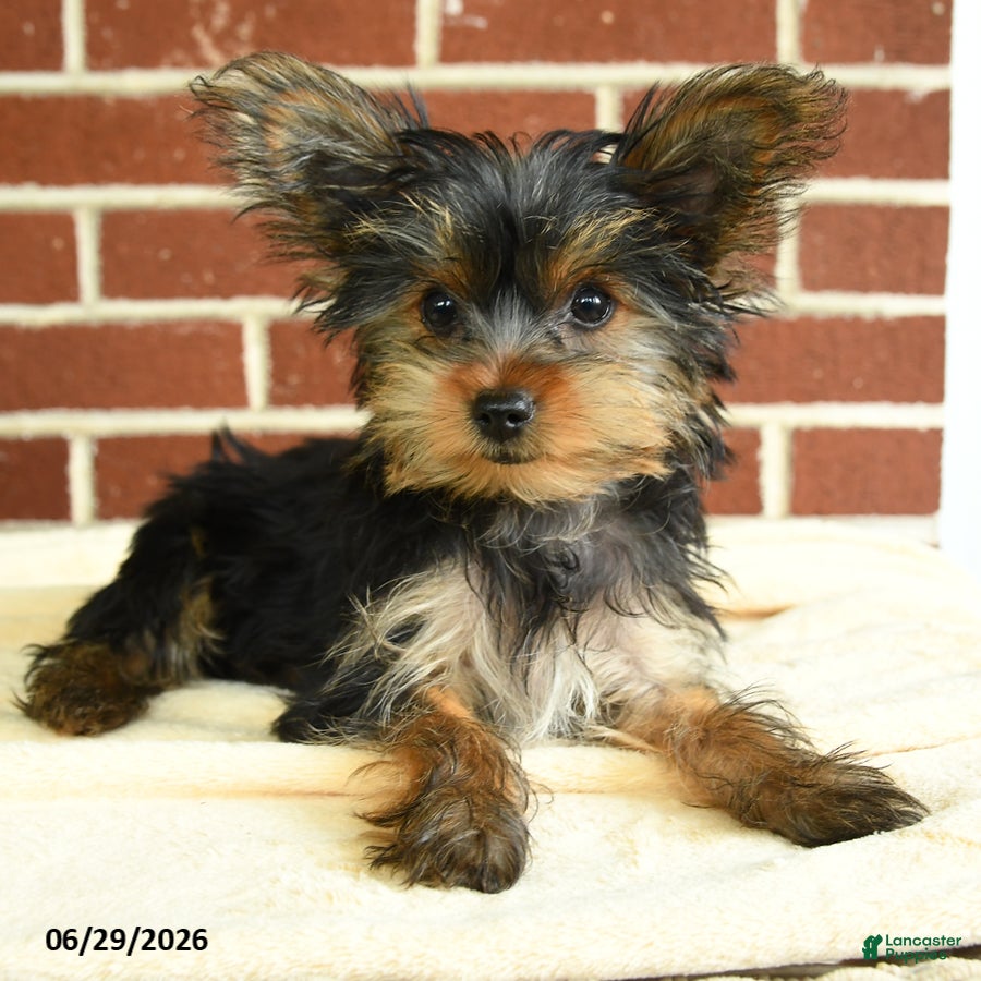 Yorkshire Terrier dogs Nutella - Ad 2