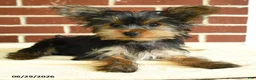 Yorkshire Terrier dogs for sale: Nutella - Ad 2