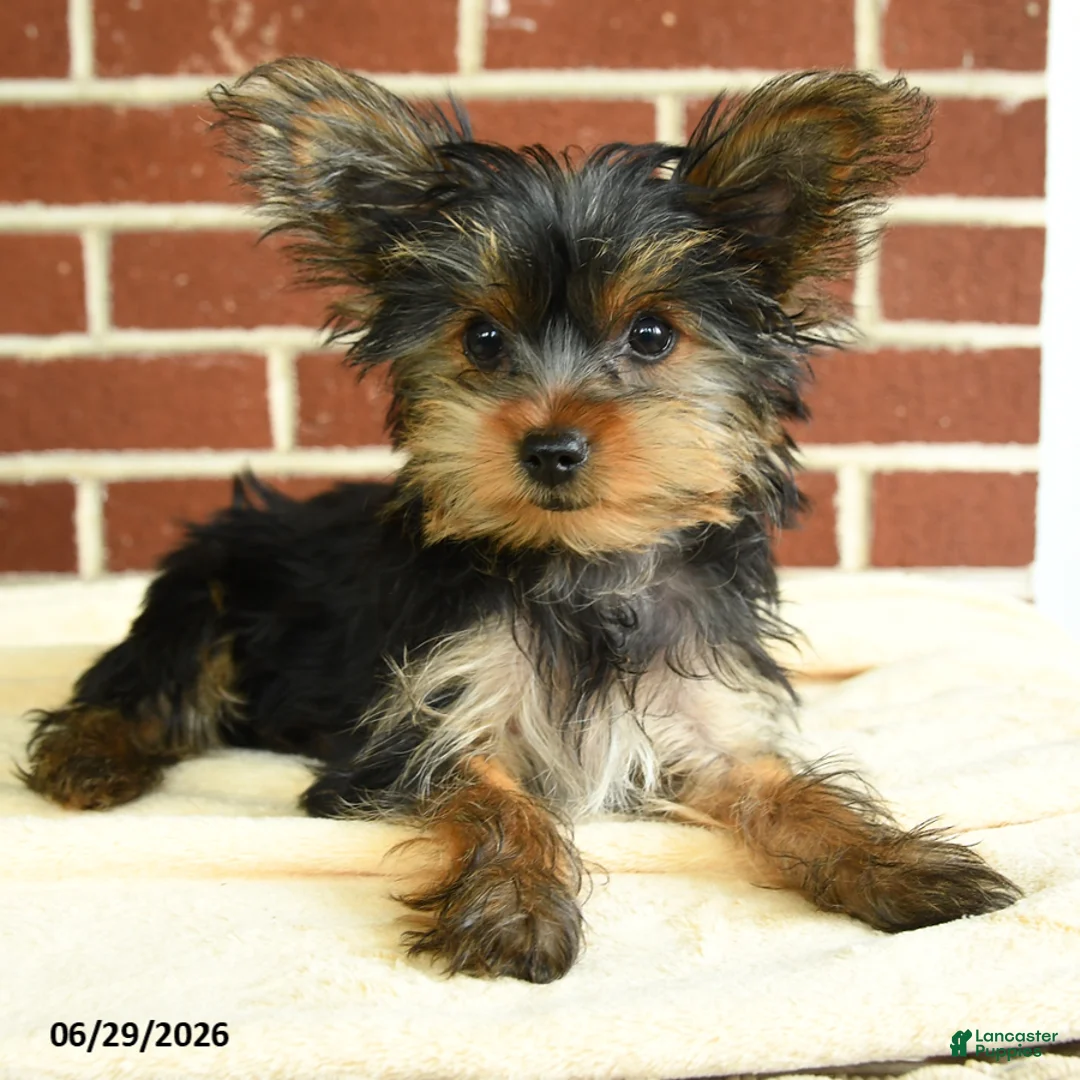 Yorkshire Terrier dogs for sale: Nutella - Ad 2