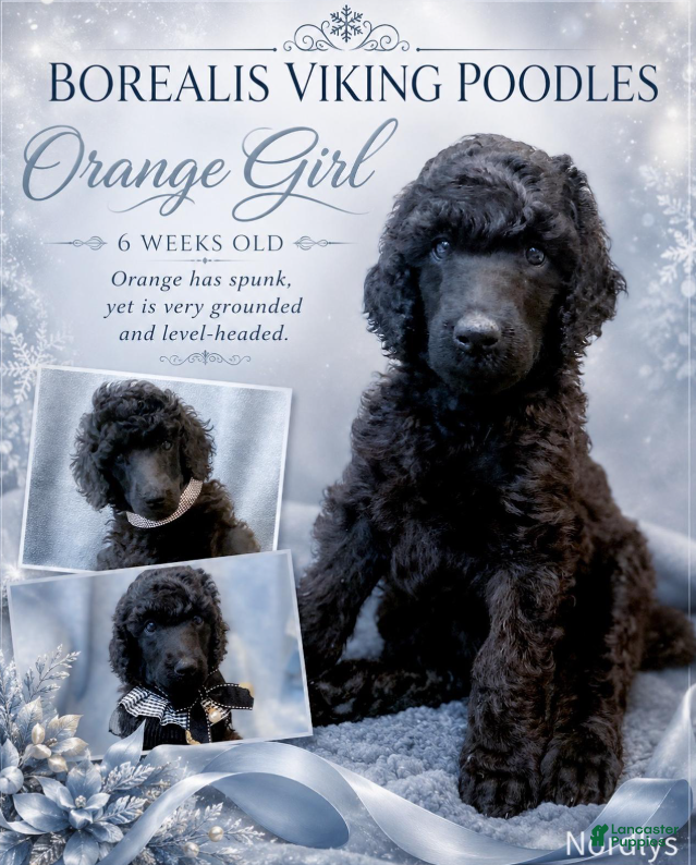 Standard Poodle dogs Orange Viking Girl - Ad 14