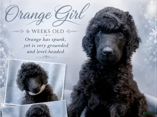 Standard Poodle dogs Orange Viking Girl - Ad 14