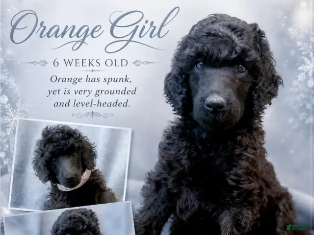 Standard Poodle dogs Orange Viking Girl - Ad 18