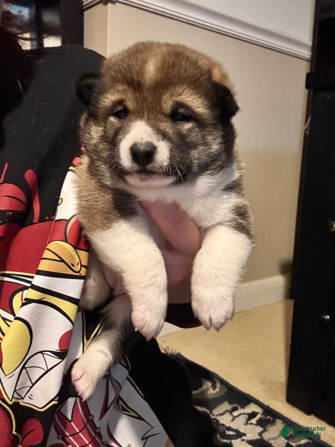 Shiba Inu dogs for sale: Shiba Inu Puppy 3 - Ad 3