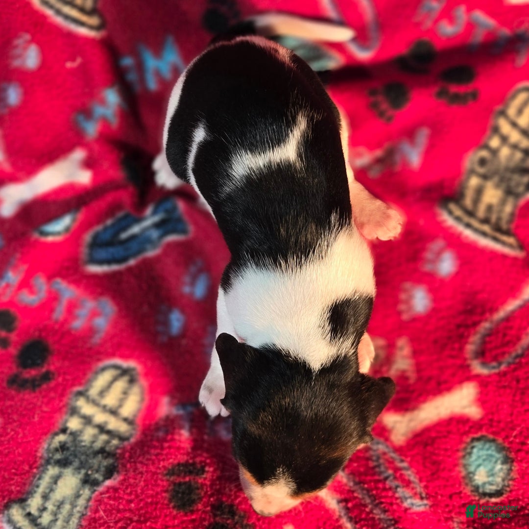 Beagle dogs for sale: Clove Queen Elizabeth Pocket Beagle - Ad 2