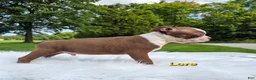 Boston Terrier dogs for sale: Lore  - Ad 5