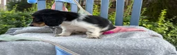 Miniature Dachshund dogs for sale: Tango - Ad 11