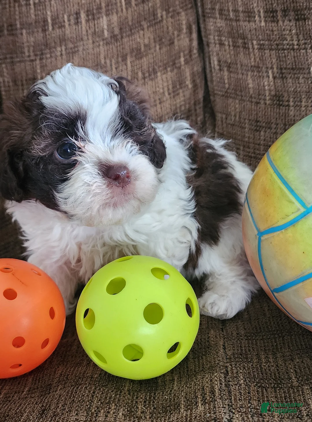Shihpoo dogs for sale: HANA - Ad 5