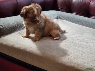 Chihuahua dogs GeGe - Ad 41