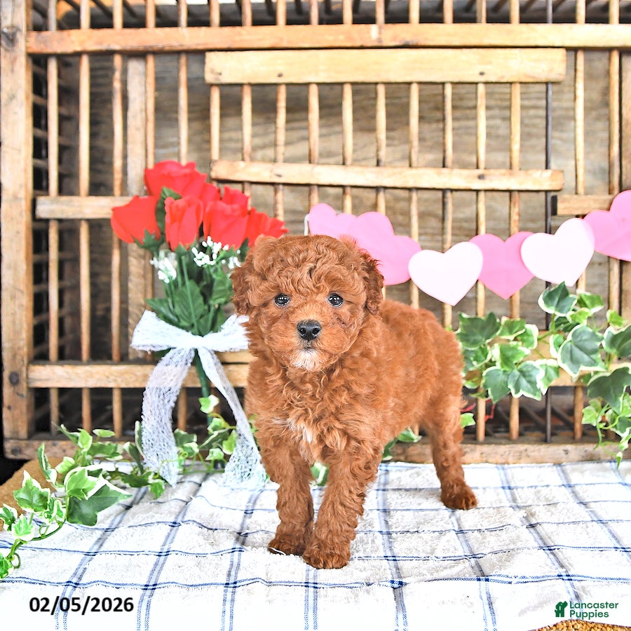Mini Goldendoodle dogs Pearl - Ad 2
