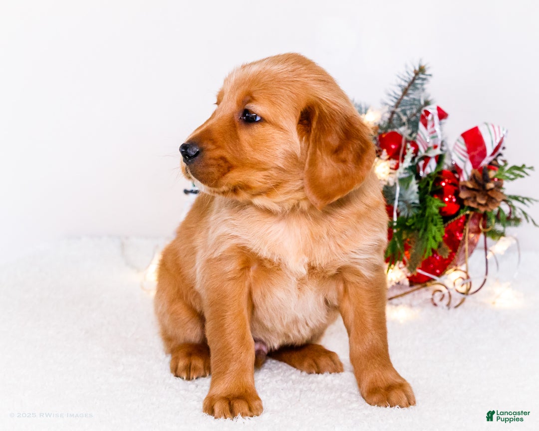 Golden Retriever dogs for sale: Dakoda - Ad 8