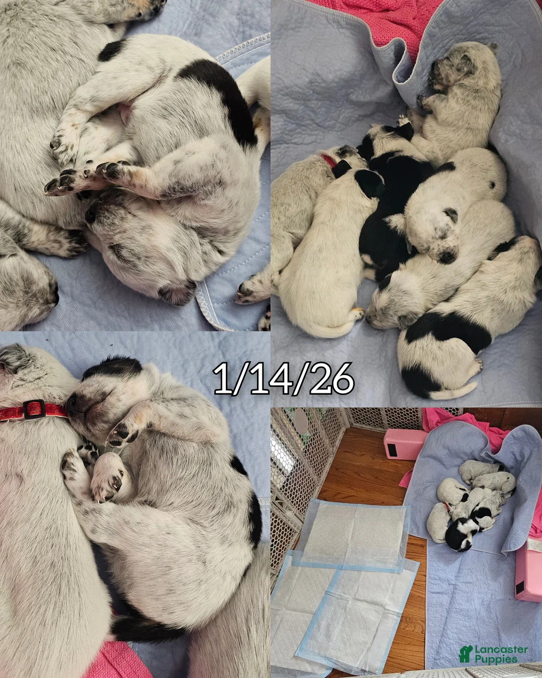 Mixed Breed dogs for sale: Mixed Breed Puppy 7 - Ad 25