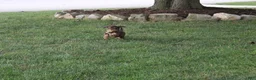 Cavapoo dogs for sale: Forrest - Ad 3
