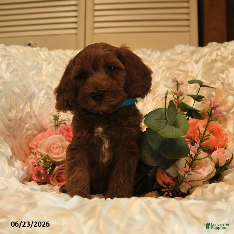 Mini Goldendoodle dogs Gus - Ad 2