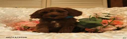 Mini Goldendoodle dogs for sale: Gus - Ad 2