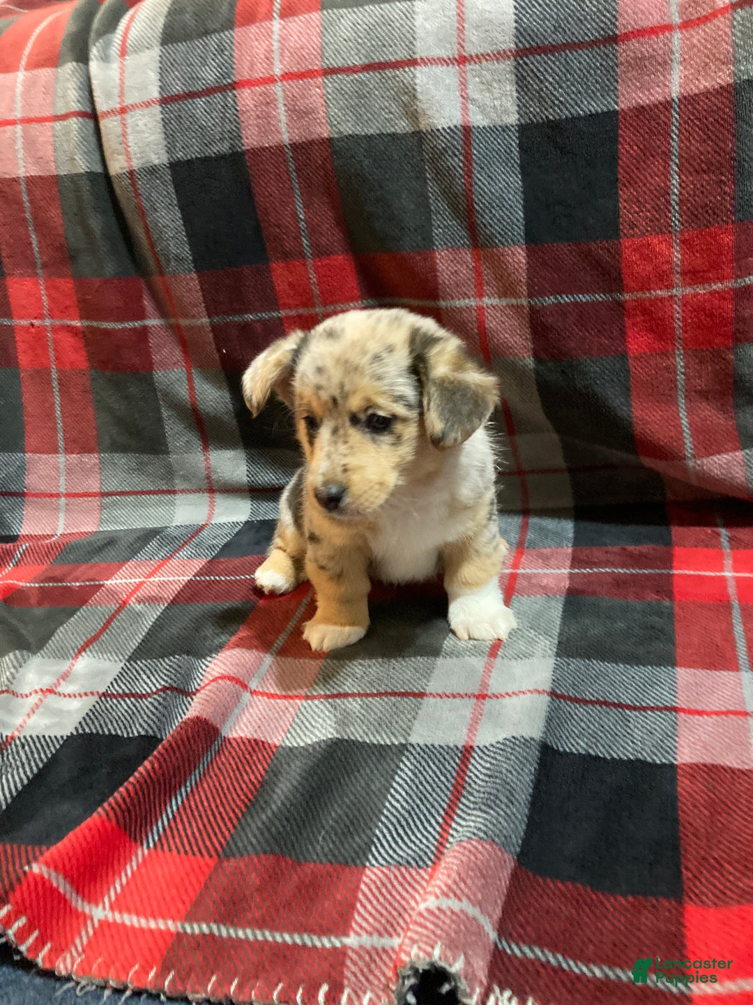 Mixed Breed dogs for sale: Tommy - Ad 1