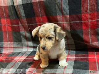 Mixed Breed dogs Tommy - Ad 19
