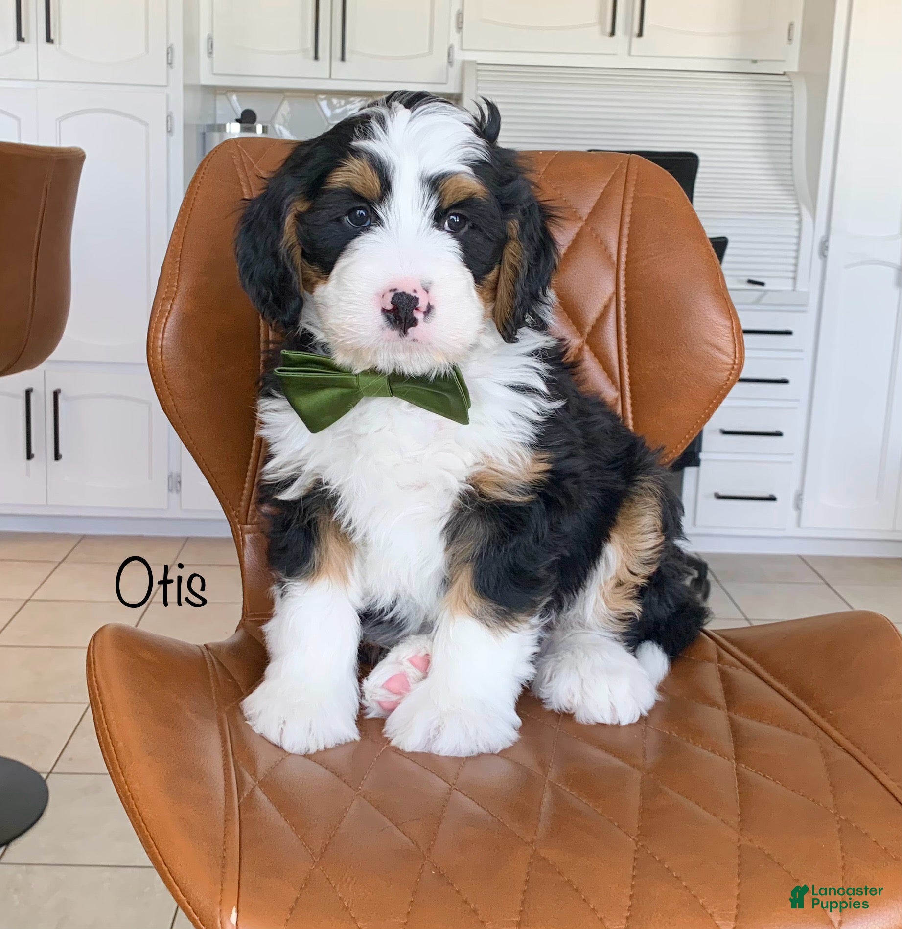 Bernedoodle dogs Otis - Ad 2