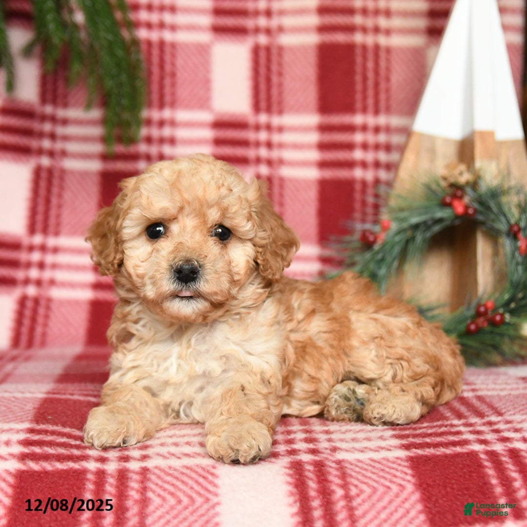Toy Poodle dogs for sale: Marshmallow - Ad 2