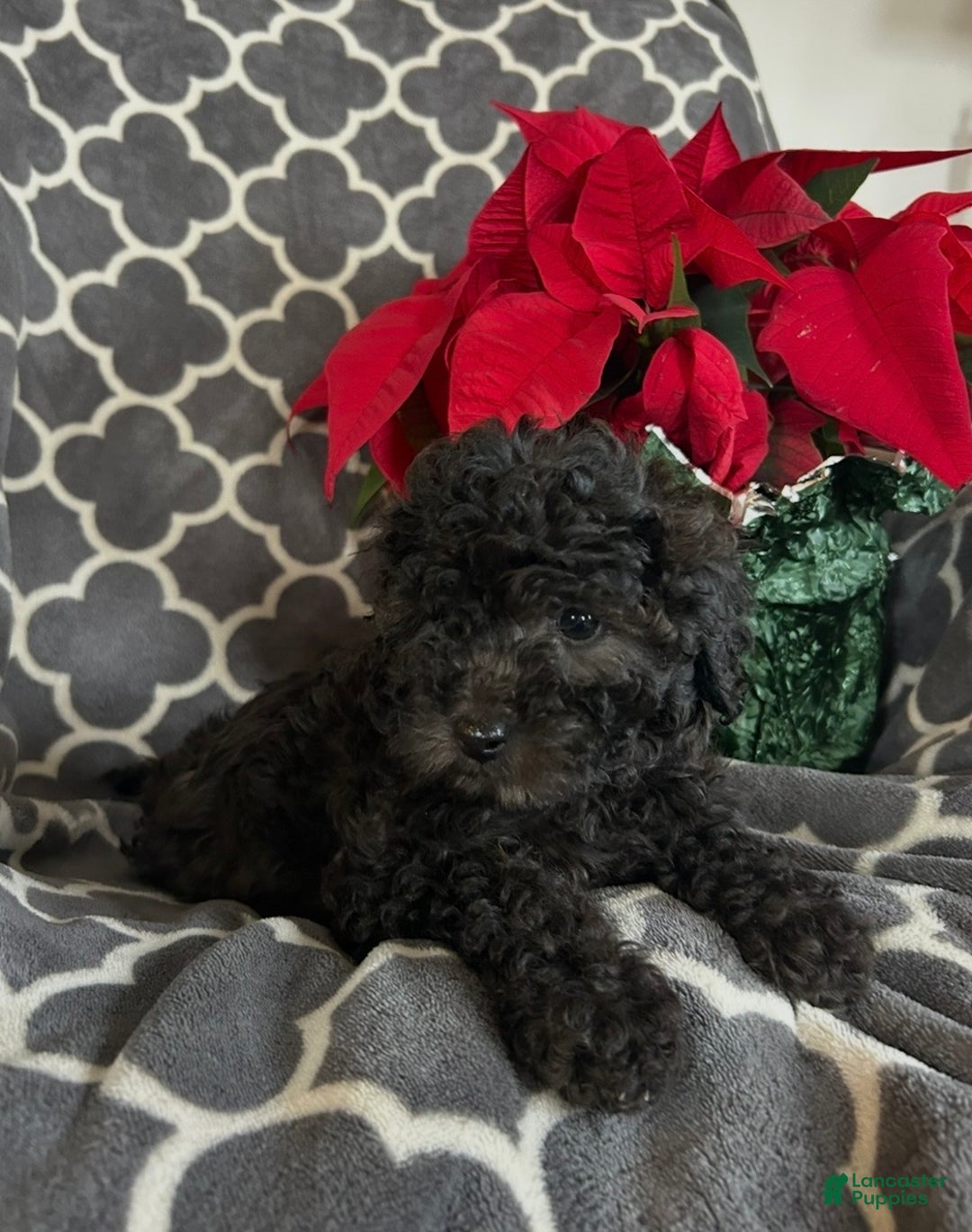 Cockapoo dogs for sale: Bella - Ad 2