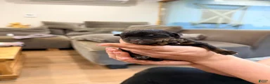 Rottweiler 3