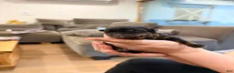 Rottweiler dogs for sale: Rottweiler 3 - Ad 1
