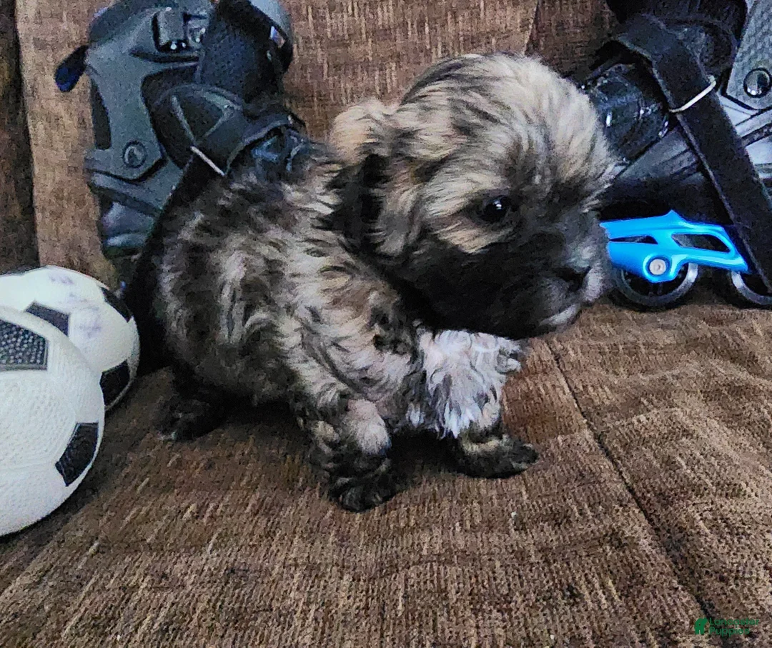 Shihpoo dogs for sale: IKARUS  - Ad 9