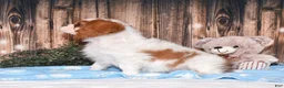 Cavalier King Charles Spaniel dogs for sale: Cruz - Ad 8