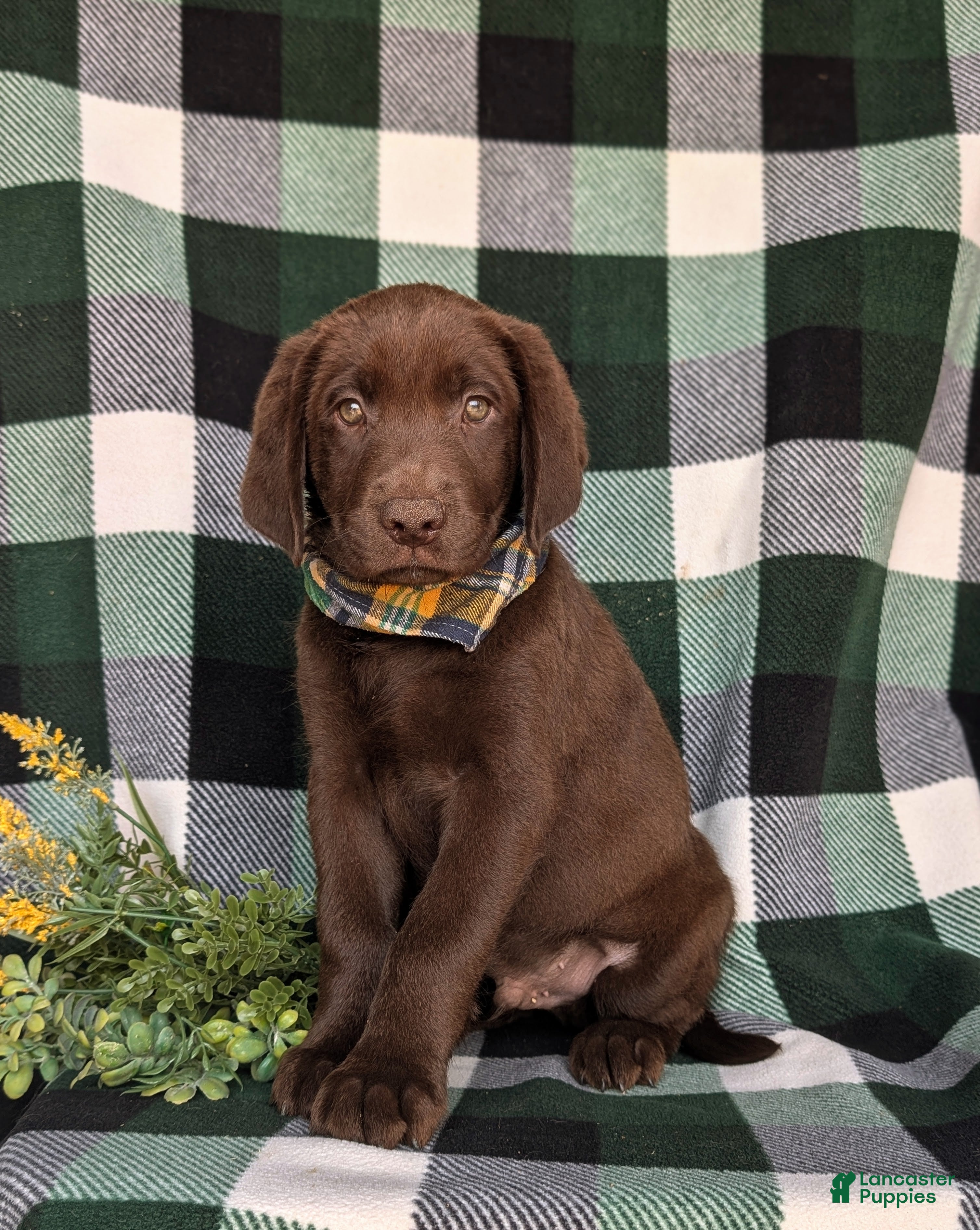 Labrador Retriever dogs Wallace  - Ad 1
