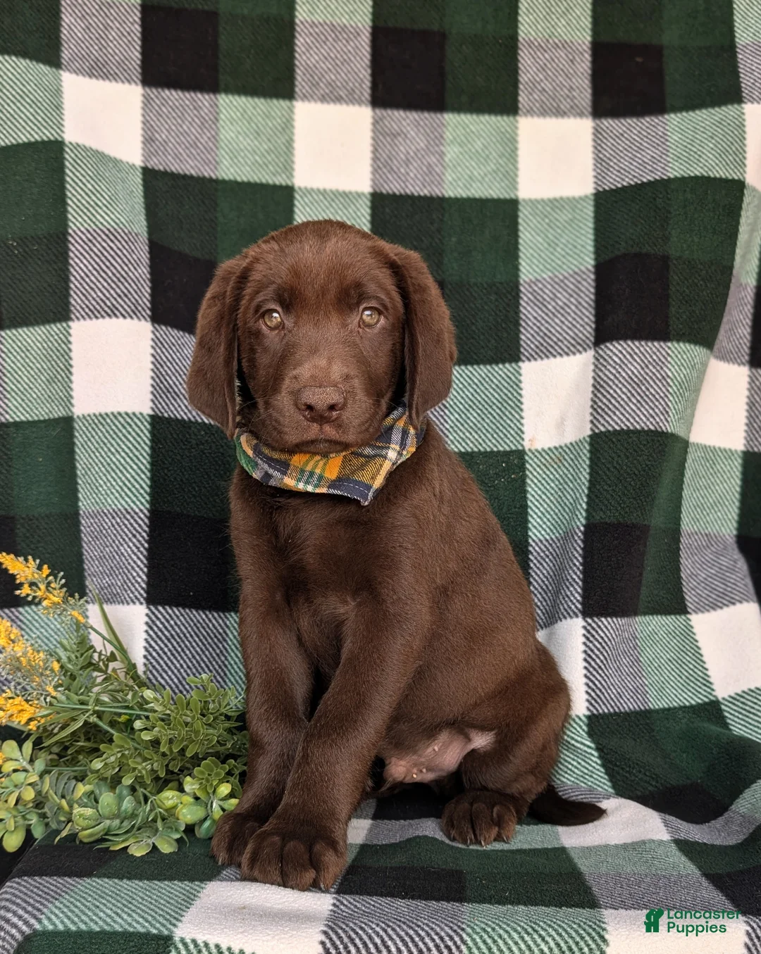Labrador Retriever dogs for sale: Wallace  - Ad 1