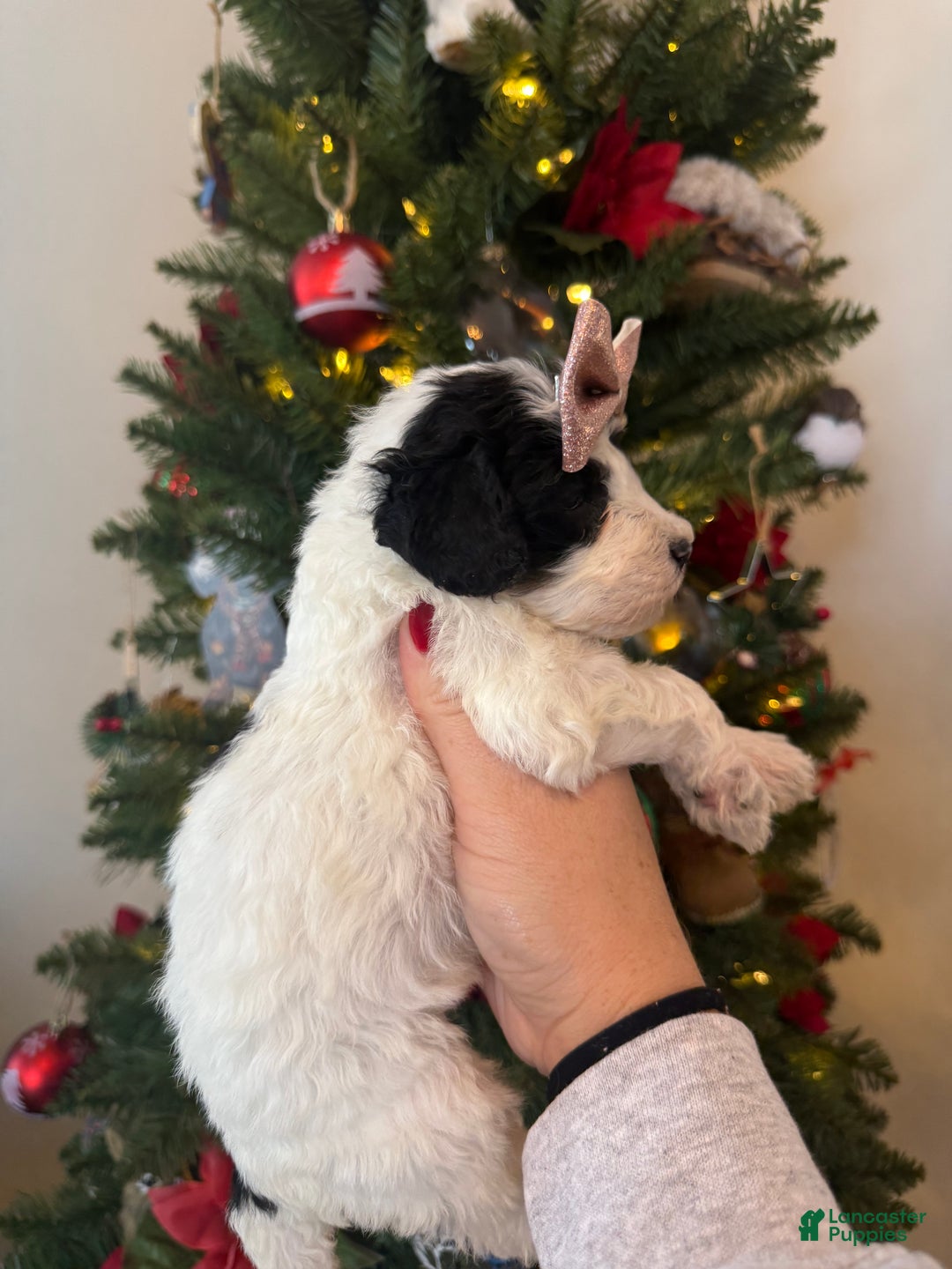 Mixed Breed dogs for sale: Felicity - Ad 4