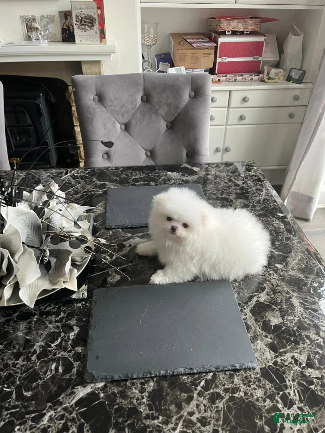 Pomeranian dogs for sale: Pomeranian Puppy 4 - Ad 4
