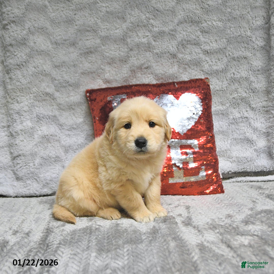 Golden Retriever dogs for sale: Leo - Ad 2