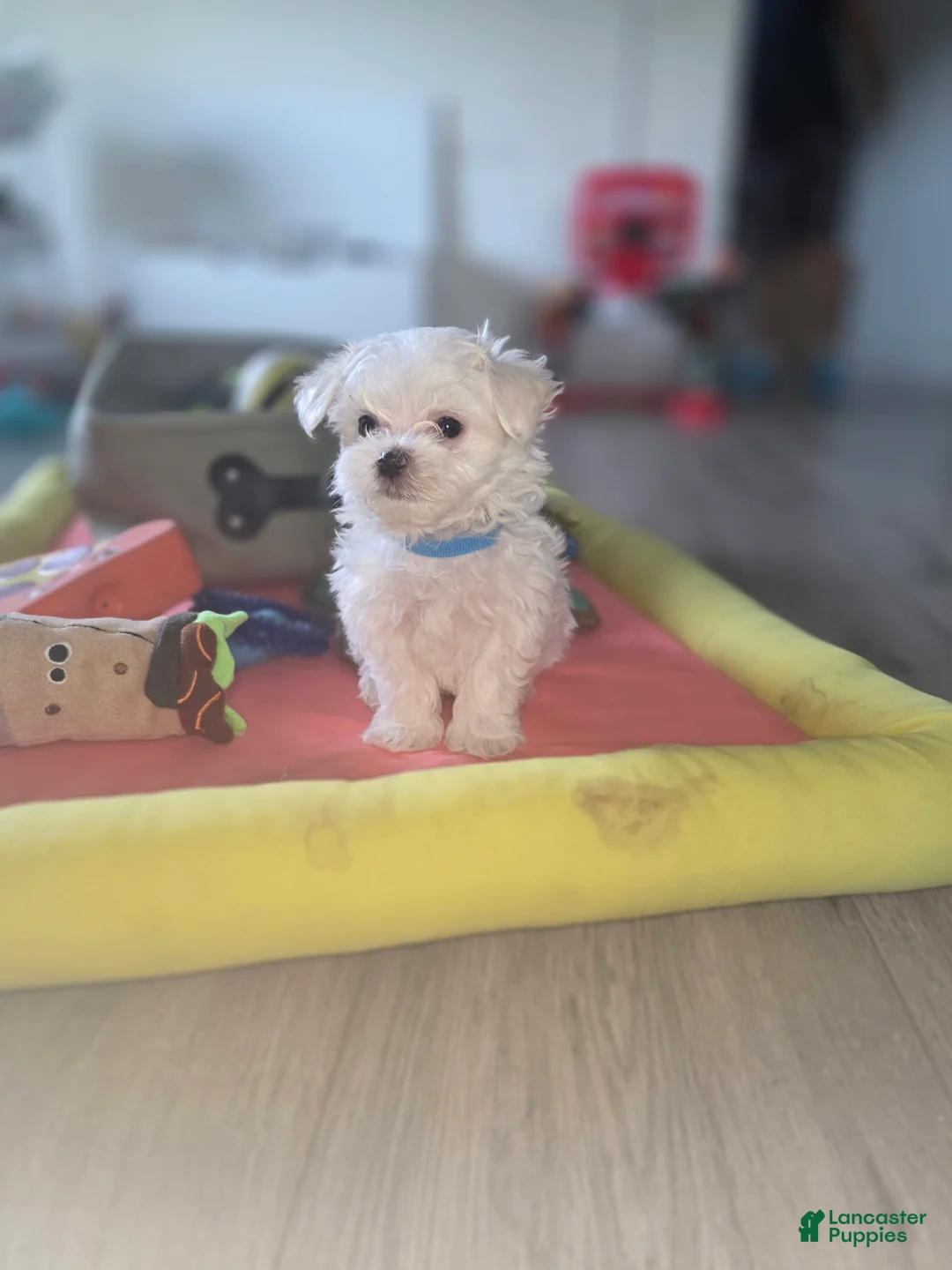 Maltese dogs for sale: 🐾 Male Maltese Puppy – Playful, Charming & Tiny - Ad 8