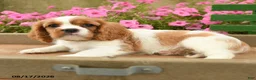 Cavalier King Charles Spaniel dogs for sale: Aspen - Ad 3