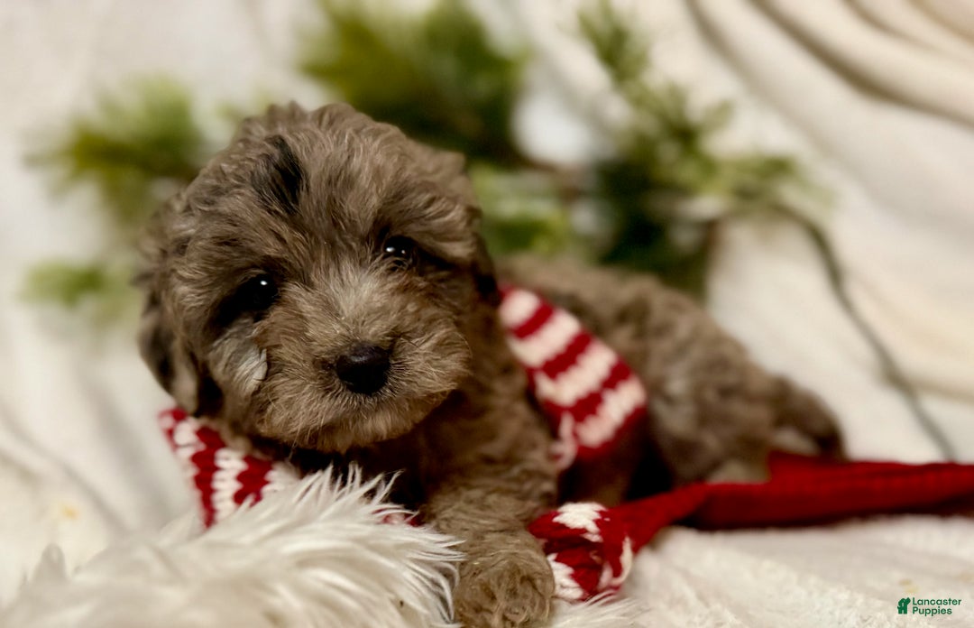 Mini Aussiedoodle dogs for sale: Jax - Ad 3