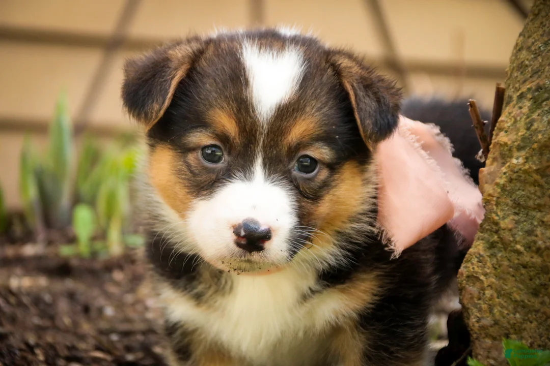 Welsh Corgi Pembroke dogs for sale: Gabriella - Ad 2