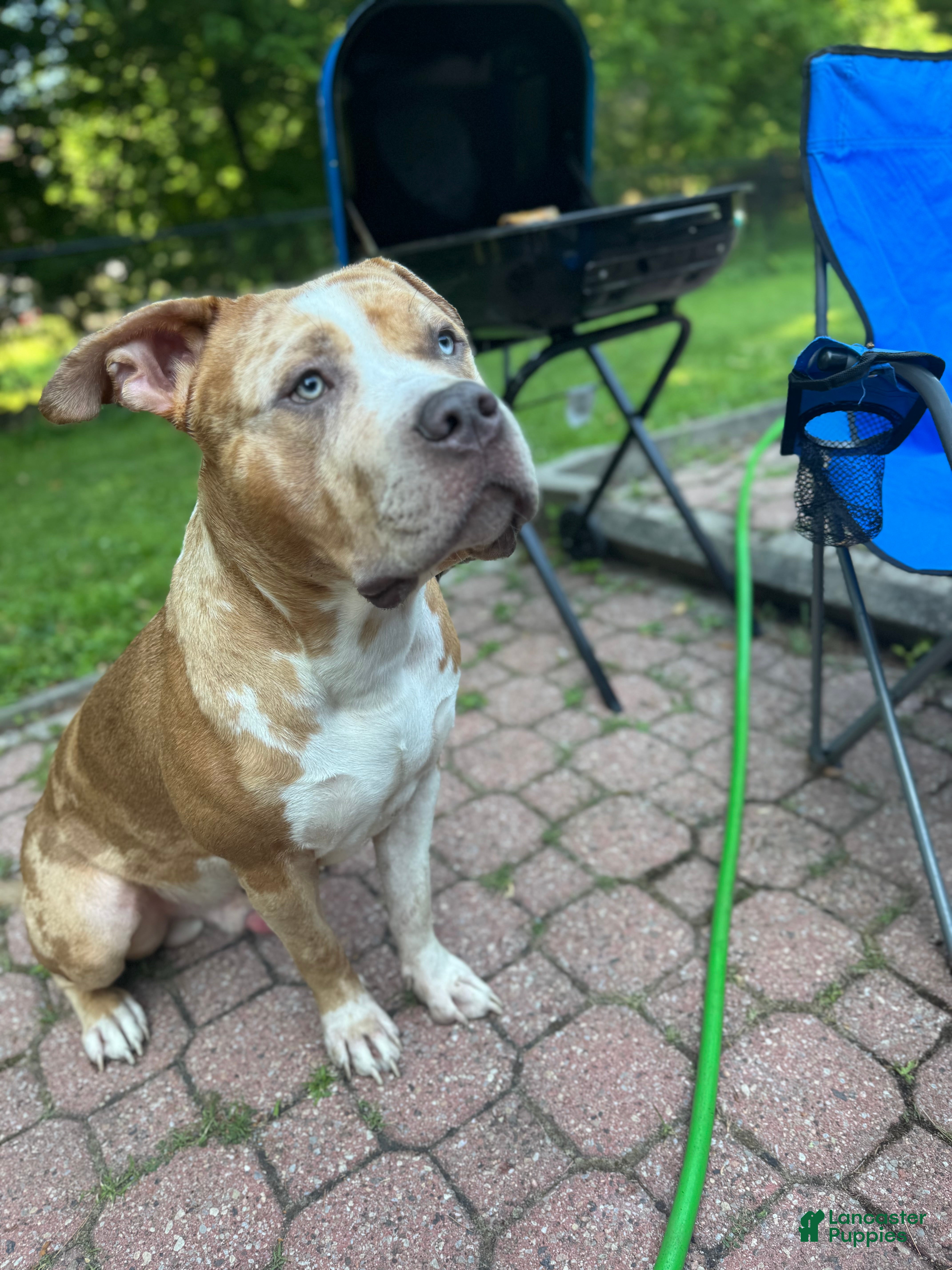 American Bully dogs for sale: Jupiter - Ad 1