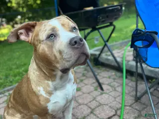 American Bully dogs Jupiter - Ad 2