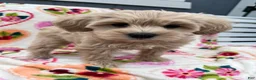 Miniature Schnauzer dogs for sale: Cali - Ad 2