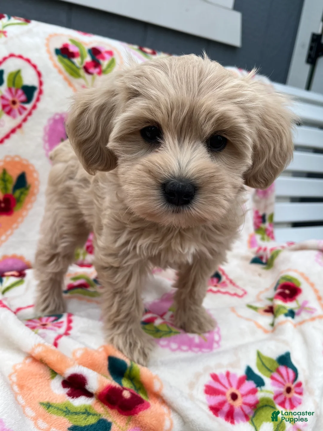 Miniature Schnauzer dogs for sale: Cali - Ad 2