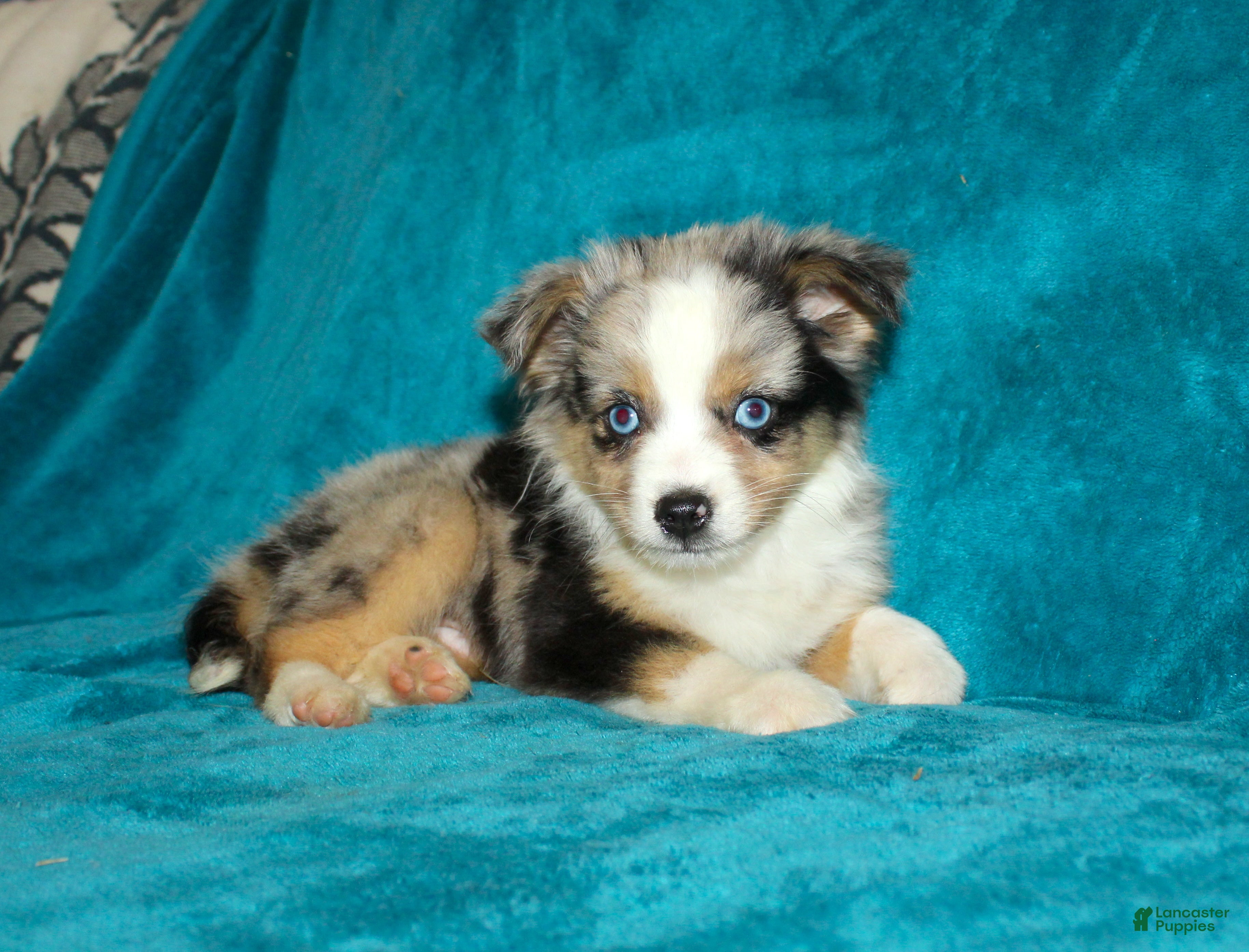 Miniature Australian Shepherd dogs Smokey - Ad 1