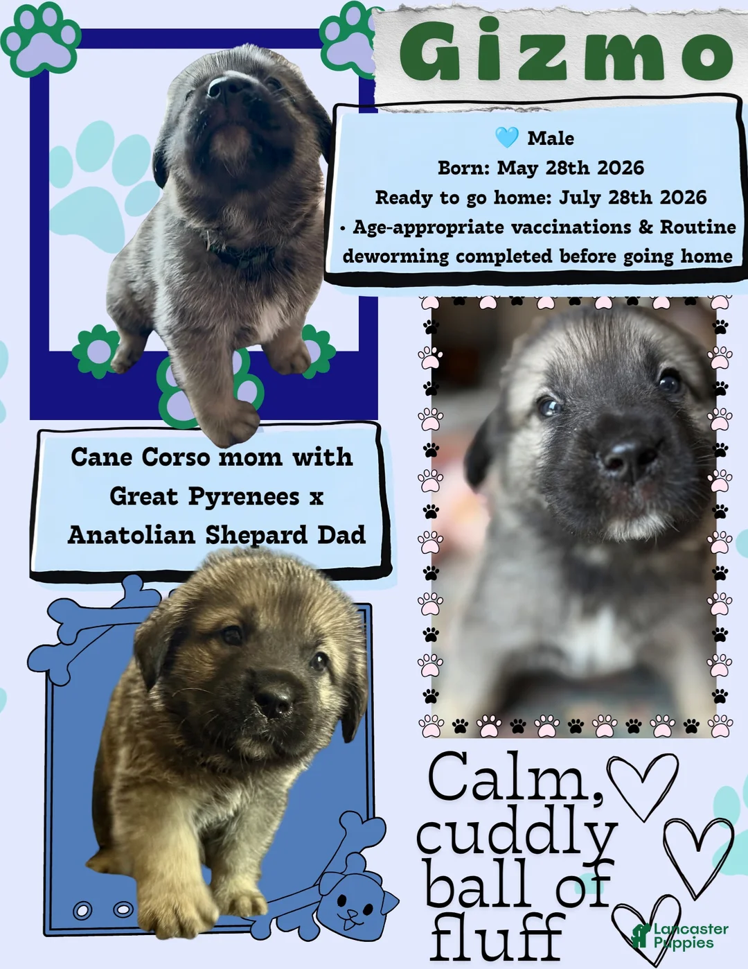 Mixed Breed dogs for sale: Gizmo - Ad 2