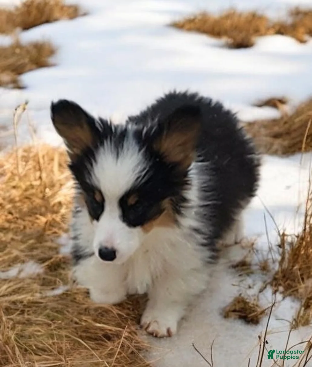 Welsh Corgi Pembroke dogs for sale: Bambi fluffy tri - Ad 13