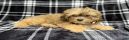 Shihpoo dogs for sale: Diego - Ad 5