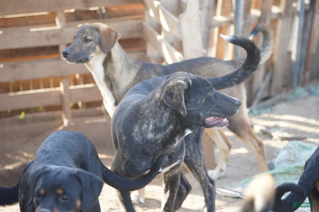 Mixed Breed dogs for sale: Bear Tiscar Farm Dog - Ad 20