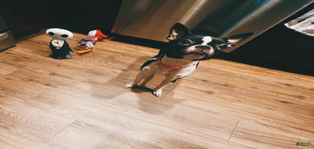 Gallery Image {{count}}