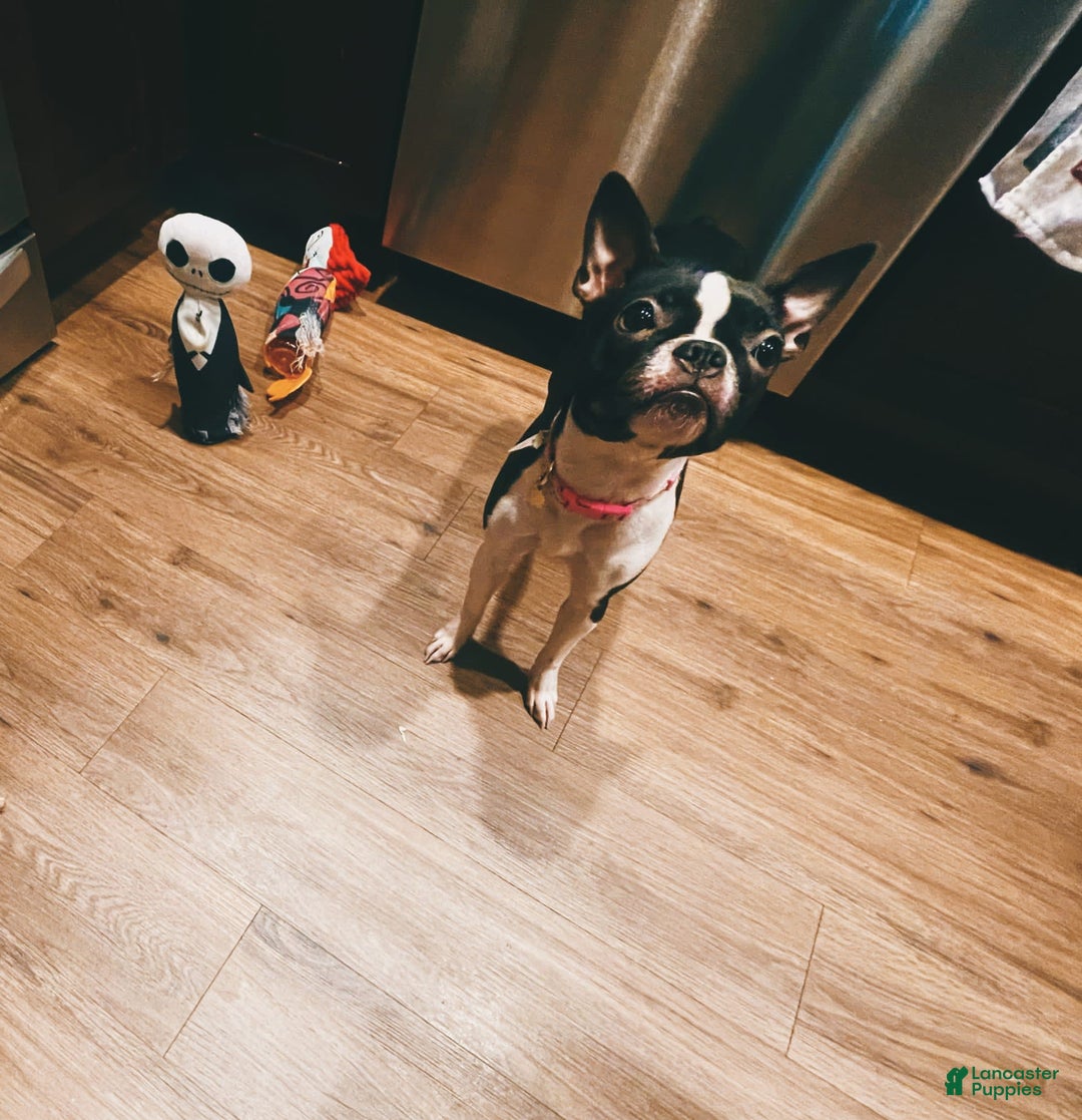 Gallery Image {{count}}