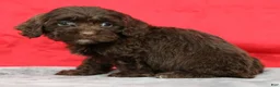 Cavapoo dogs for sale: Carson - Ad 8
