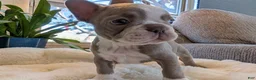 Frenchton dogs for sale: Willow - Ad 2