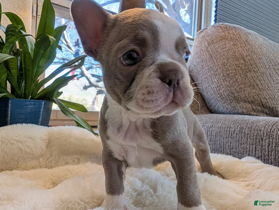 Frenchton dogs for sale: Willow - Ad 2